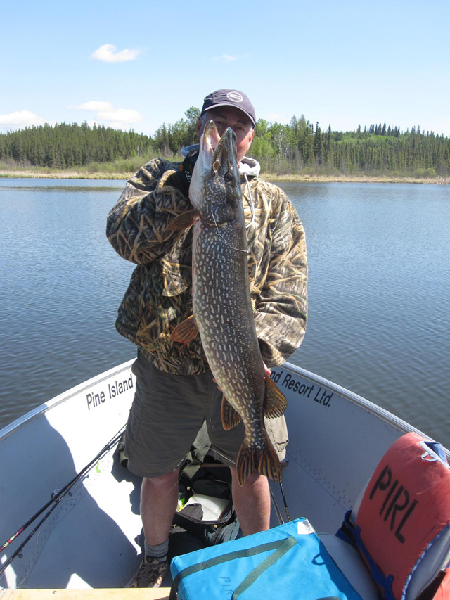 Monster Saskatchewan Northern Pike