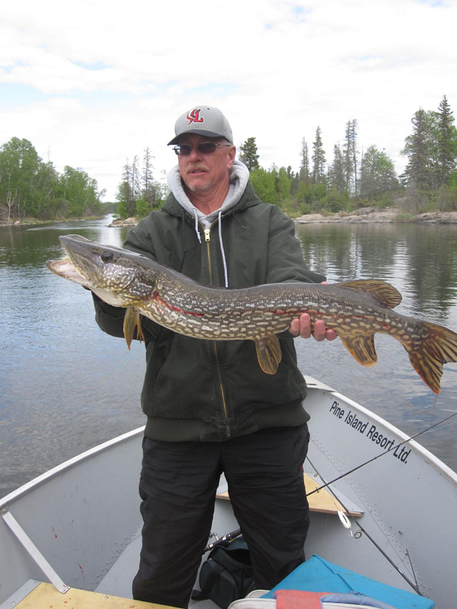 Monster Saskatchewan Northern Pike