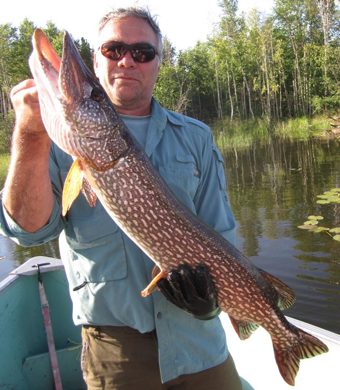 Monster Saskatchewan Northern Pike