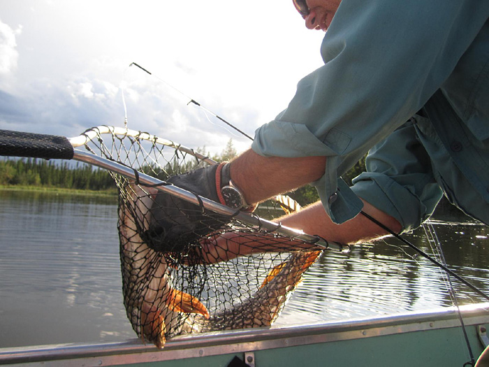 Monster Saskatchewan Northern Pike