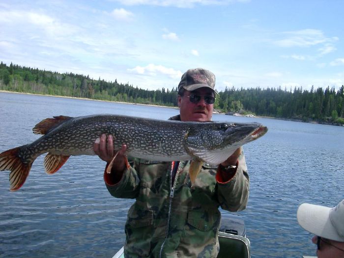 Northern Pike Weight Calculator