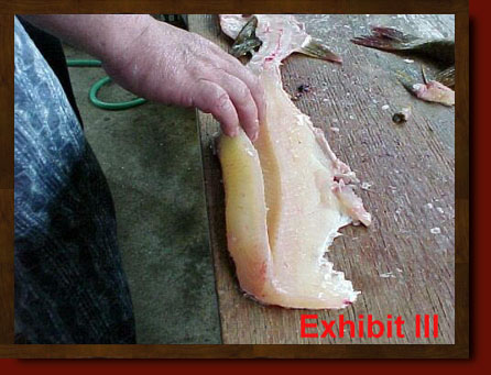 fillet pike remove y-bones from northern pike