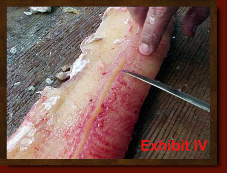 fillet pike remove y-bones from northern pike