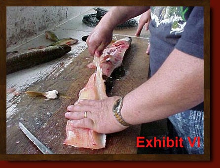 fillet pike remove y-bones from northern pike