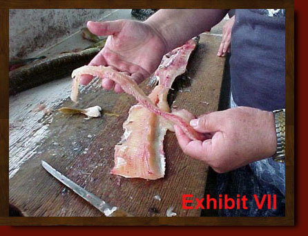 fillet pike remove y-bones from northern pike