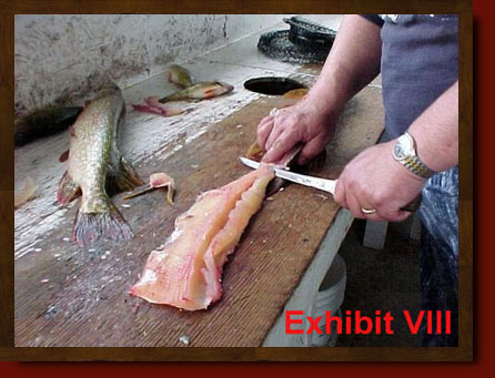 fillet pike remove y-bones from northern pike