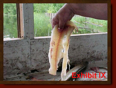 fillet pike remove y-bones from northern pike