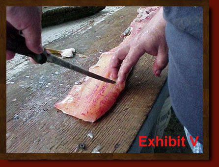 fillet pike remove y-bones from northern pike